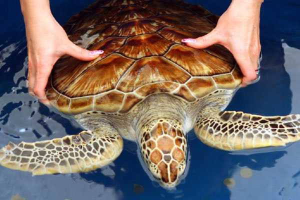 Turtle Hatchery